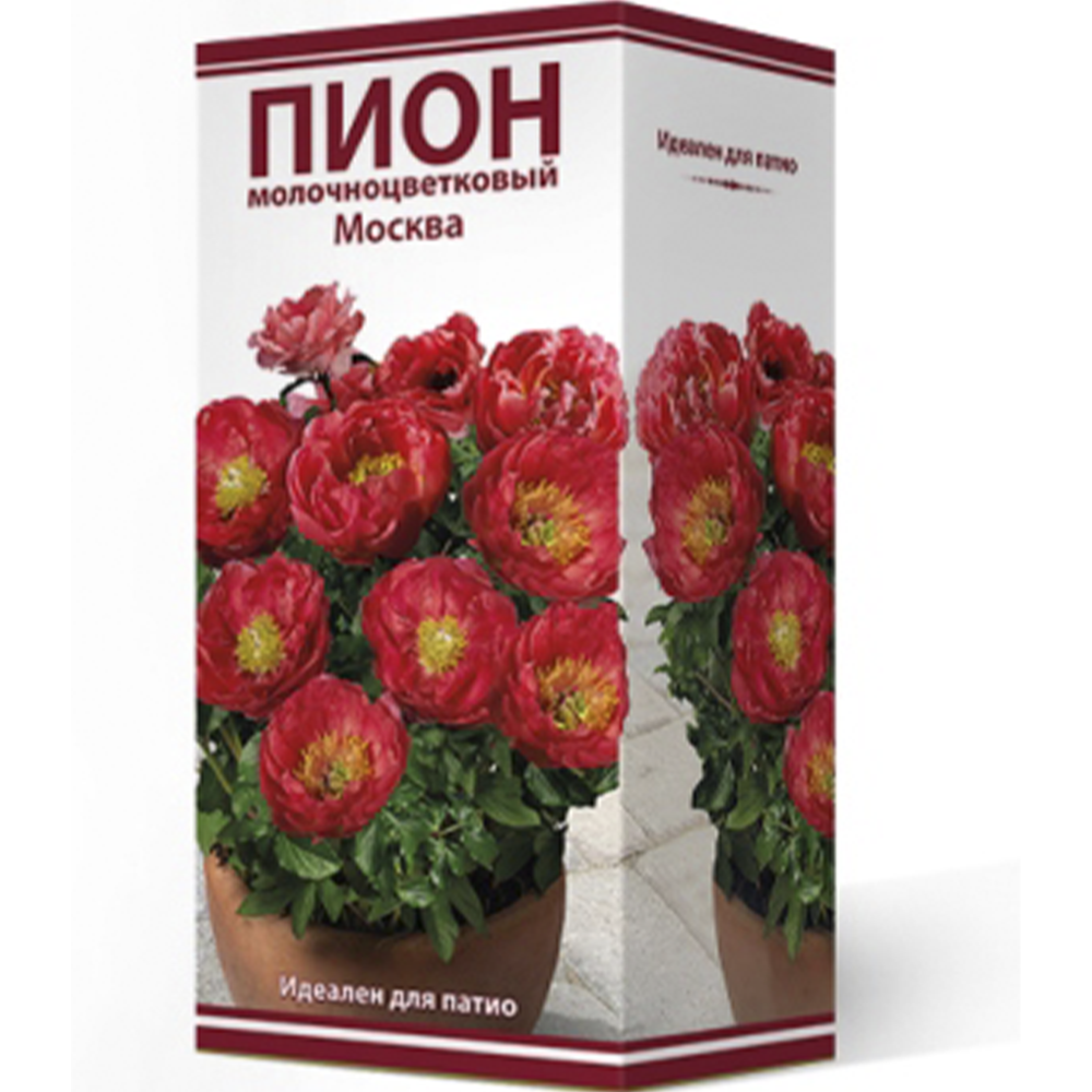 Пион молочноцветковый "Москва" Поиск