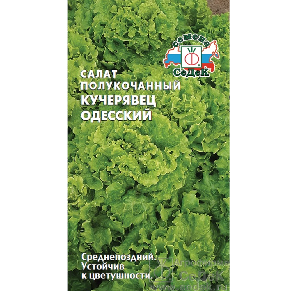 Салат "Кучерявец Одесский", Седек