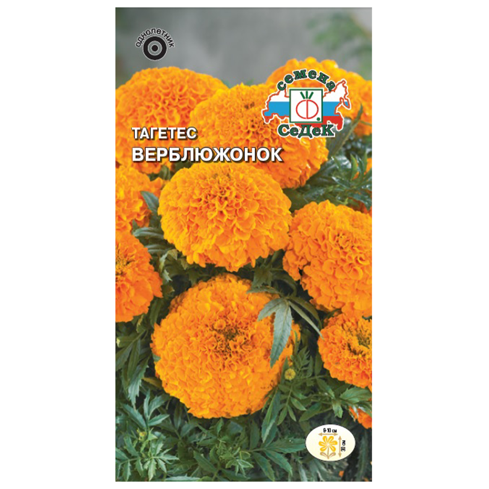 Тагетес "Верблюжонок", Седек